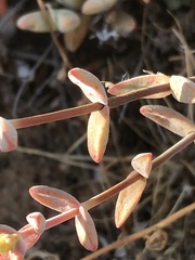 Crassula subaphylla subaphylla