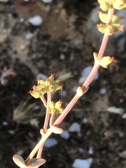 Crassula subaphylla subaphylla