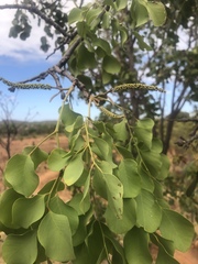 Erythrophleum chlorostachys