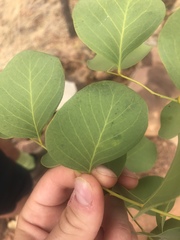 Erythrophleum chlorostachys
