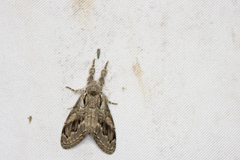 Dasychira suisharyonis