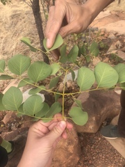Erythrophleum chlorostachys
