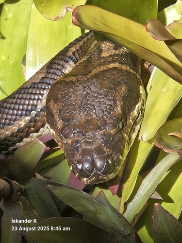 Coastal Carpet Python sighting