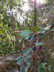 Cotoneaster granatensis