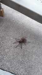 Lycosa erythrognatha