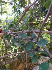 Cotoneaster granatensis