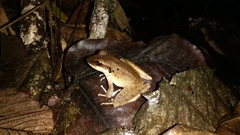 Craugastor longirostris