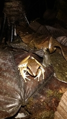 Craugastor longirostris