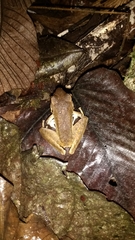 Craugastor longirostris