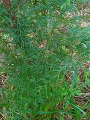 Calocedrus formosana