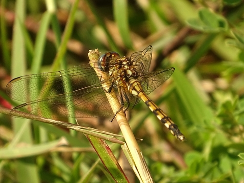 Banded Skimmer