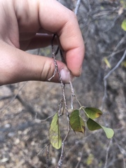 Dendrolobium arbuscula