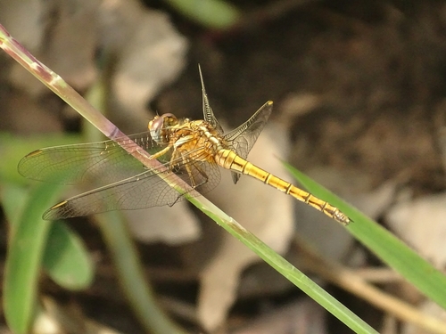 Epaulet Skimmer