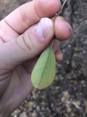 Dendrolobium arbuscula