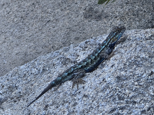 iNaturalist observation photo of Western Fence Lizard