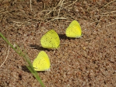 Eurema senegalensis