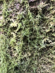 Aerobryopsis longissima