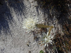 Lachnaea filamentosa