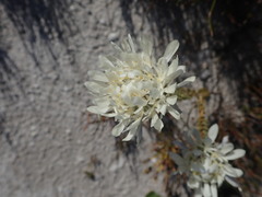 Lachnaea filamentosa