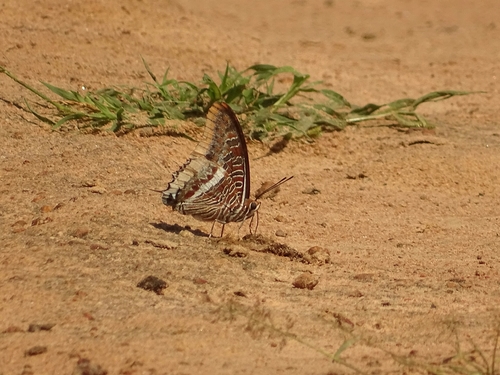 Cream-bordered Charaxes
