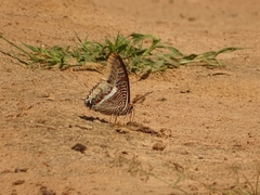 Charaxes epijasius