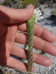 Lachnaea filamentosa