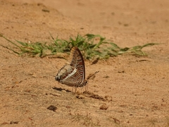 Charaxes epijasius