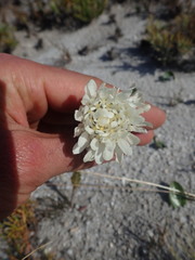 Lachnaea filamentosa