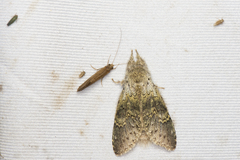 Stauropus sikkimensis