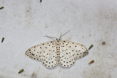 Xenoplia trivialis