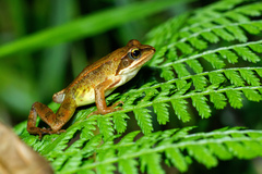 Galician Common Frog photo 2