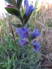 Lobostemon argenteus
