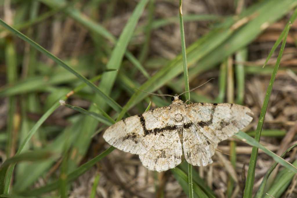 Psilalcis diorthogonia