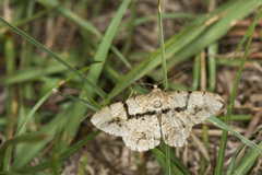 Psilalcis diorthogonia