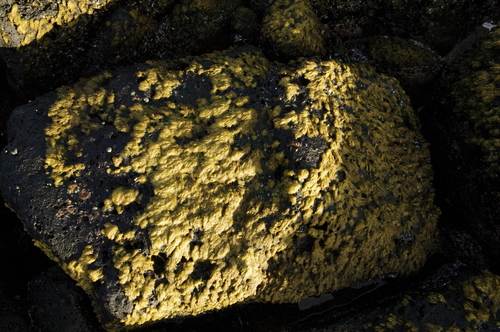 Asteronema breviarticulatum observed 2019-10-29