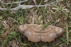 Chorodna ochreimacula