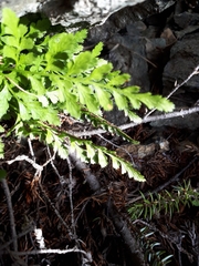 Asplenium cuneifolium
