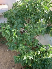 Basilicum