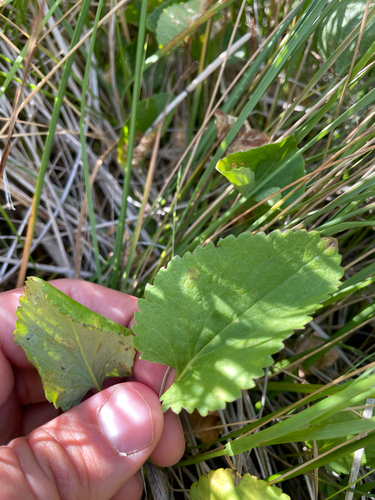 falsegold groundsel (Packera pseudaurea)