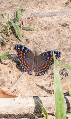 Precis octavia octavia