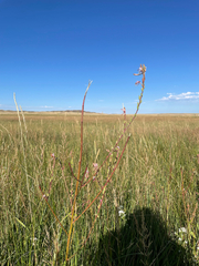 Oenothera coloradensis, photograph (c) Stephen Hornbeck, some rights reserved (CC BY)