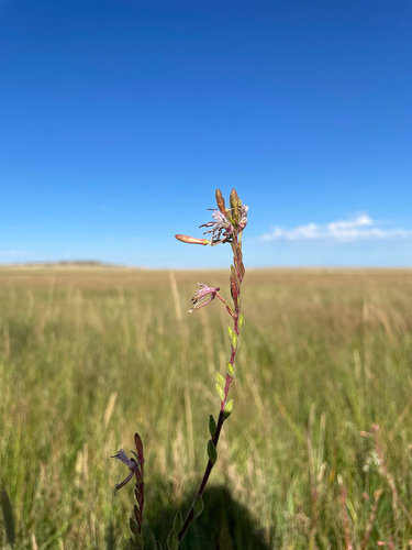 Colorado butterfly plant (Oenothera coloradensis)