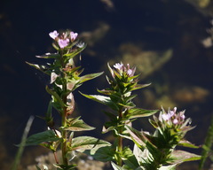 Epilobium glandulosum