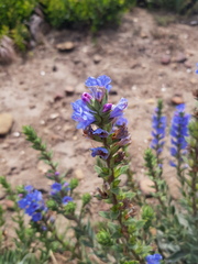 Lobostemon argenteus
