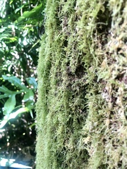 Aerobryopsis longissima