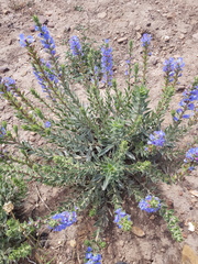 Lobostemon argenteus