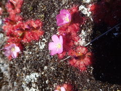 Drosera acaulis