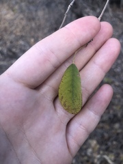 Dendrolobium arbuscula