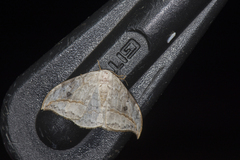 Drepana pallida nigromaculata