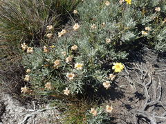 Euryops othonnoides